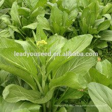 MPK21 Caixin dark green leaf chinese pakchoi seeds company